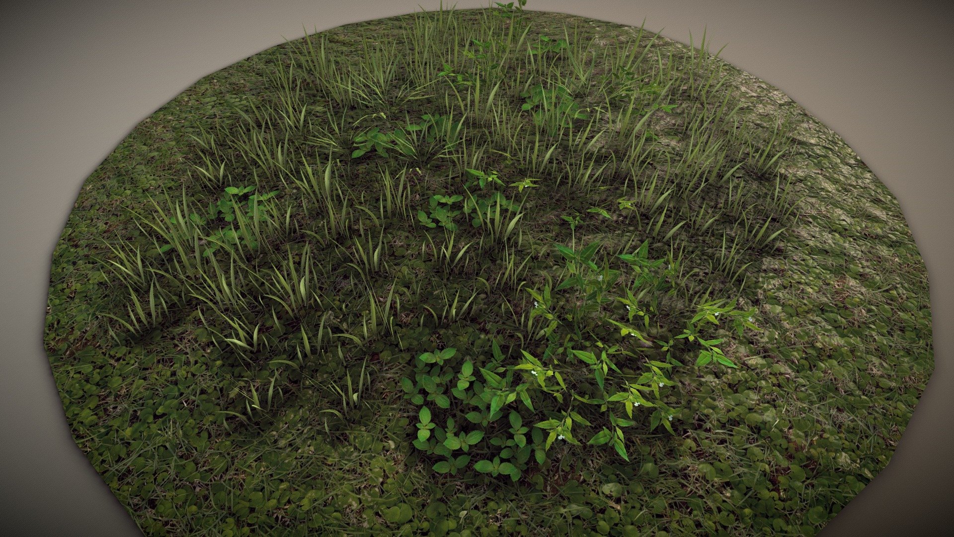 Ground Foliage Buy Royalty Free 3d Model By Paul Nathand1563 E1ca567 Sketchfab Store 