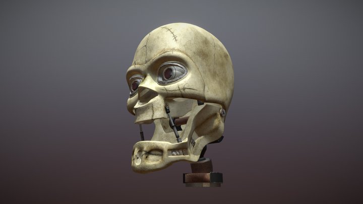 Human Skull 3D Model