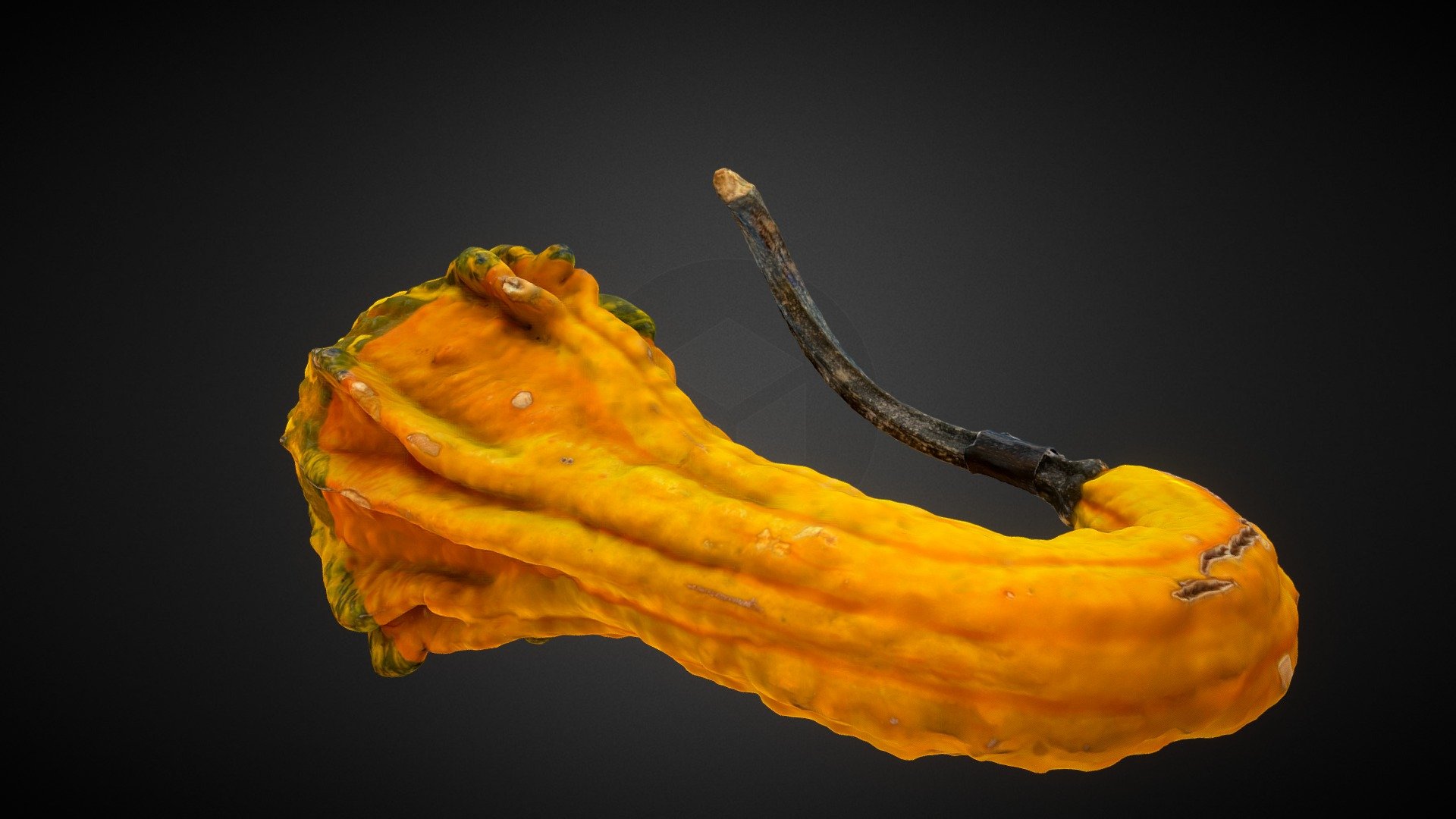 Yellow/Orange Crookneck Squash/Gourd Buy Royalty Free 3D model by