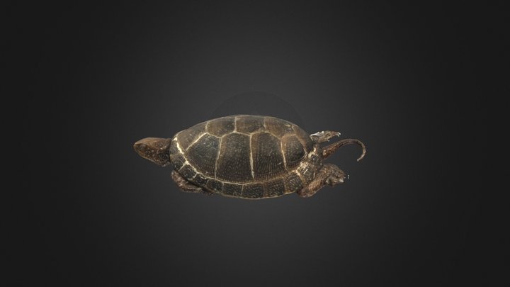 Emys orbicularis 3D Model