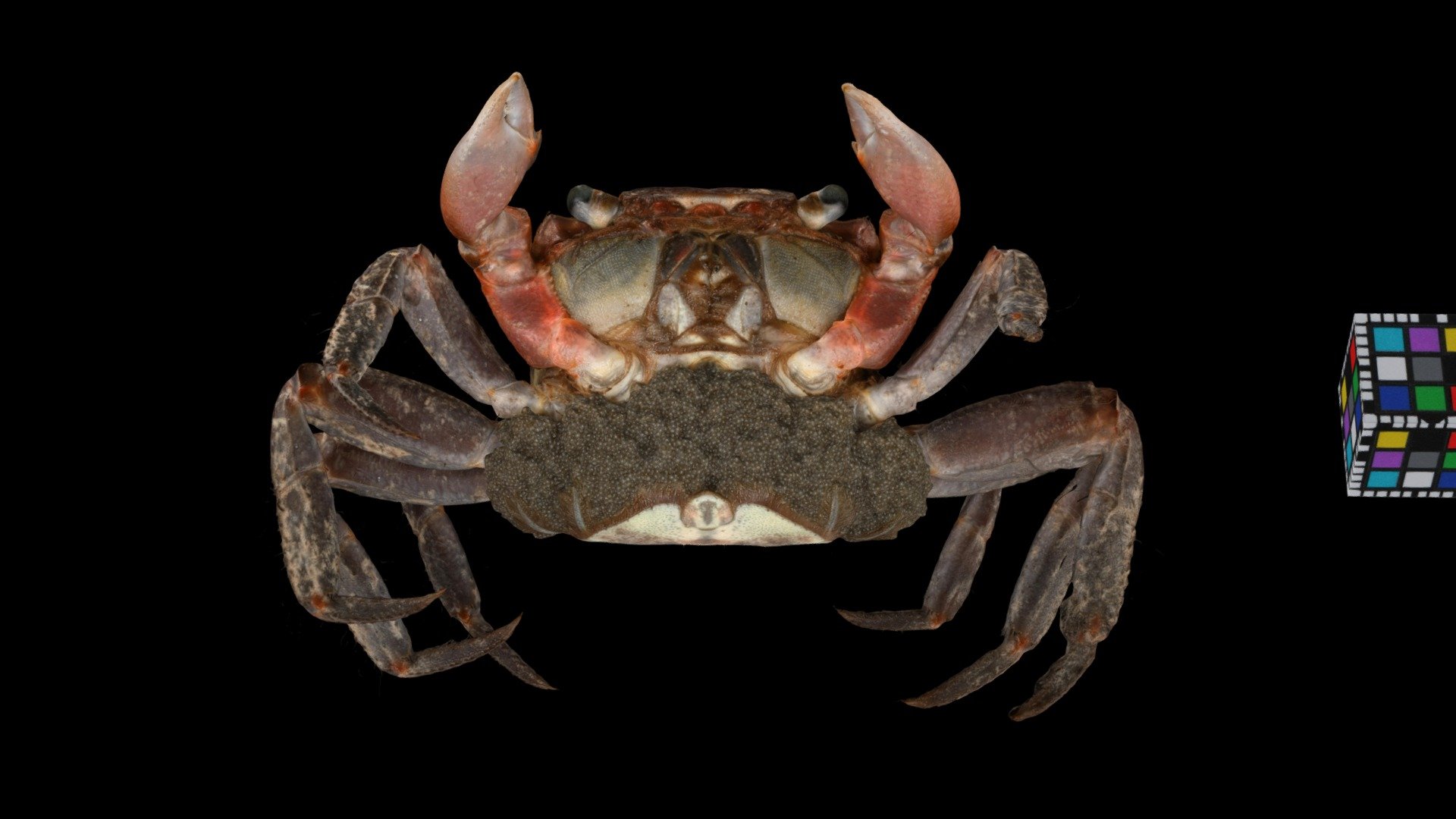 アカテガニ ♀ Red Claws Crab, Chiromantes haematocheir
