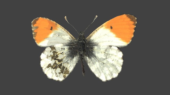 Anthocharis Cardamines – Modello 3D gratuito STL