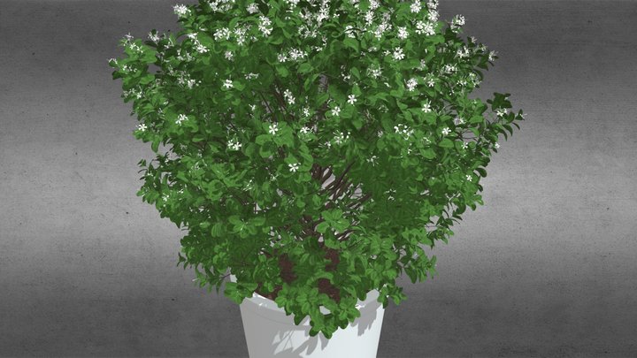House Plant White Butterfly Pot 3D Model