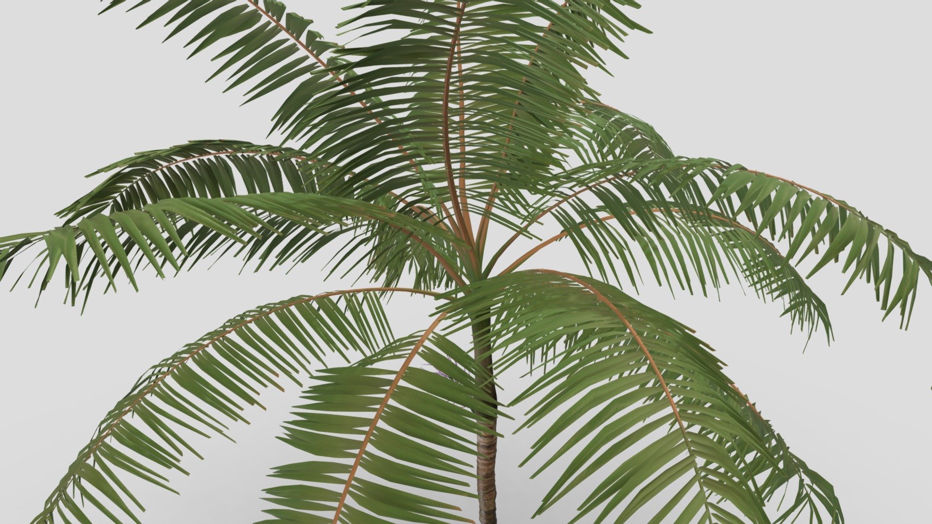 Dictyosperma Tree - 3D model by Kailash H Kanojia (@KailashHKanojia