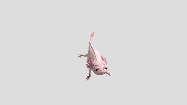 Axolotl with baked animation 3D Model