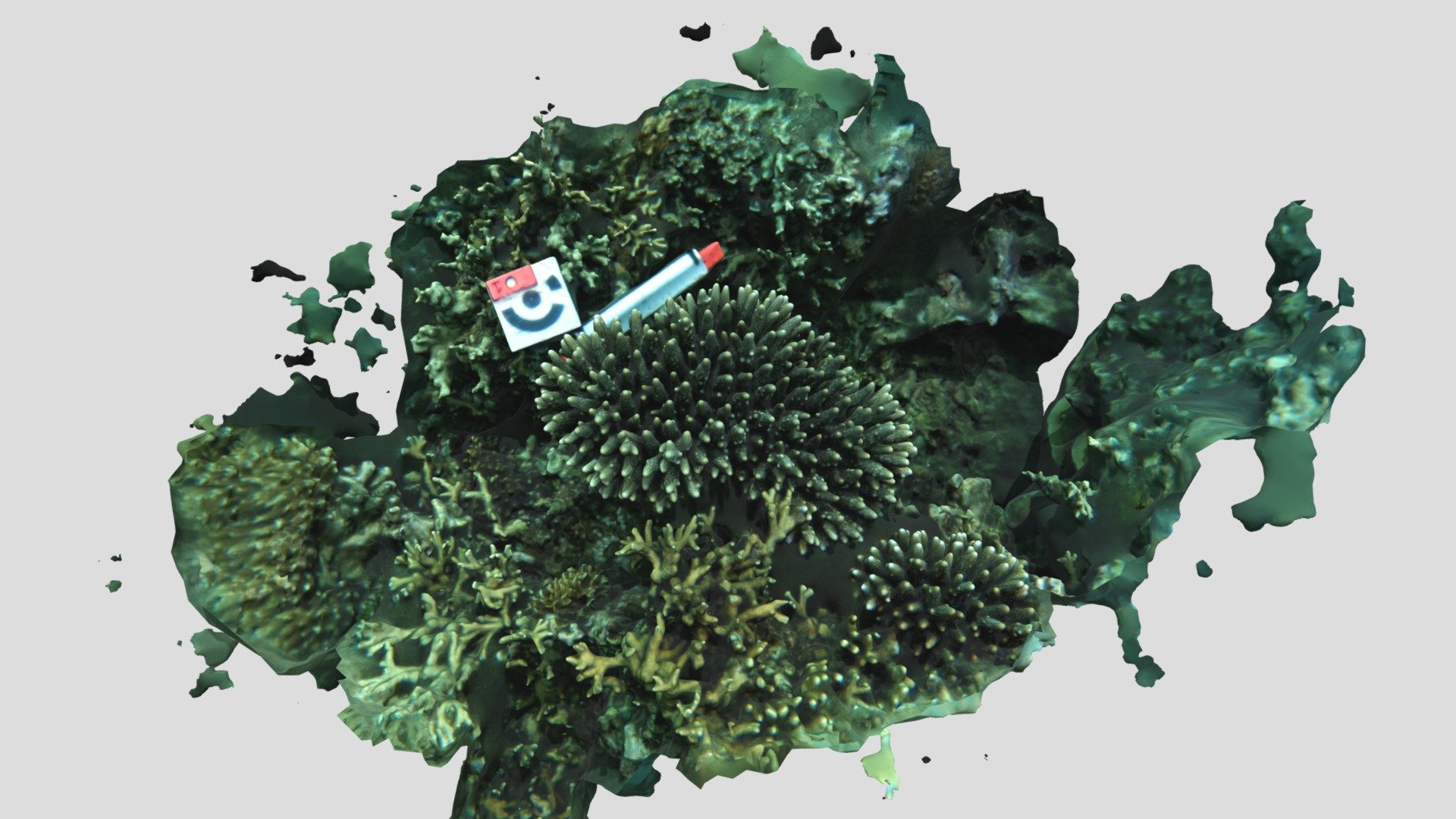 Acropora humilis