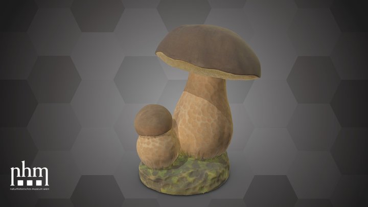Boletus edulis (NHMW-AFW-DING-0135-008) – Modello 3D gratuito STL