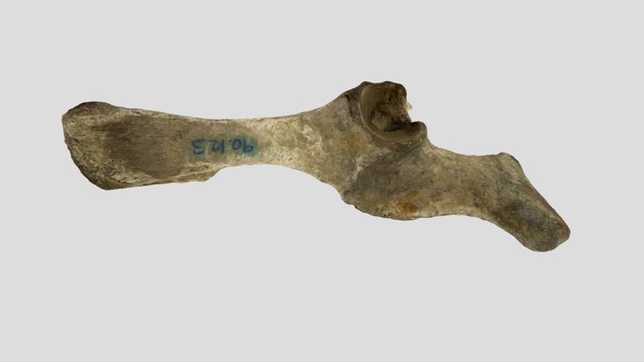 Pig Pelvis: EOA:2022.90.3 3D Model