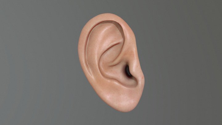 Human Ear Model 3D Model