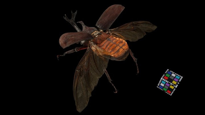 CC0 カブトムシ飛翔 ♂ 70mm 翅透明 Jpn Rhinoceros Beetle