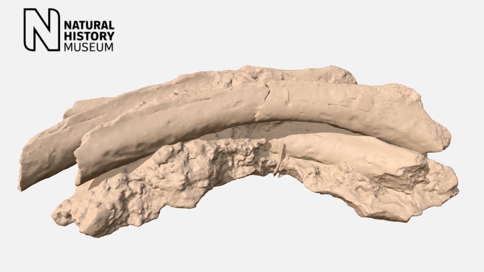 Scelidotherium leptocephalum - ribs