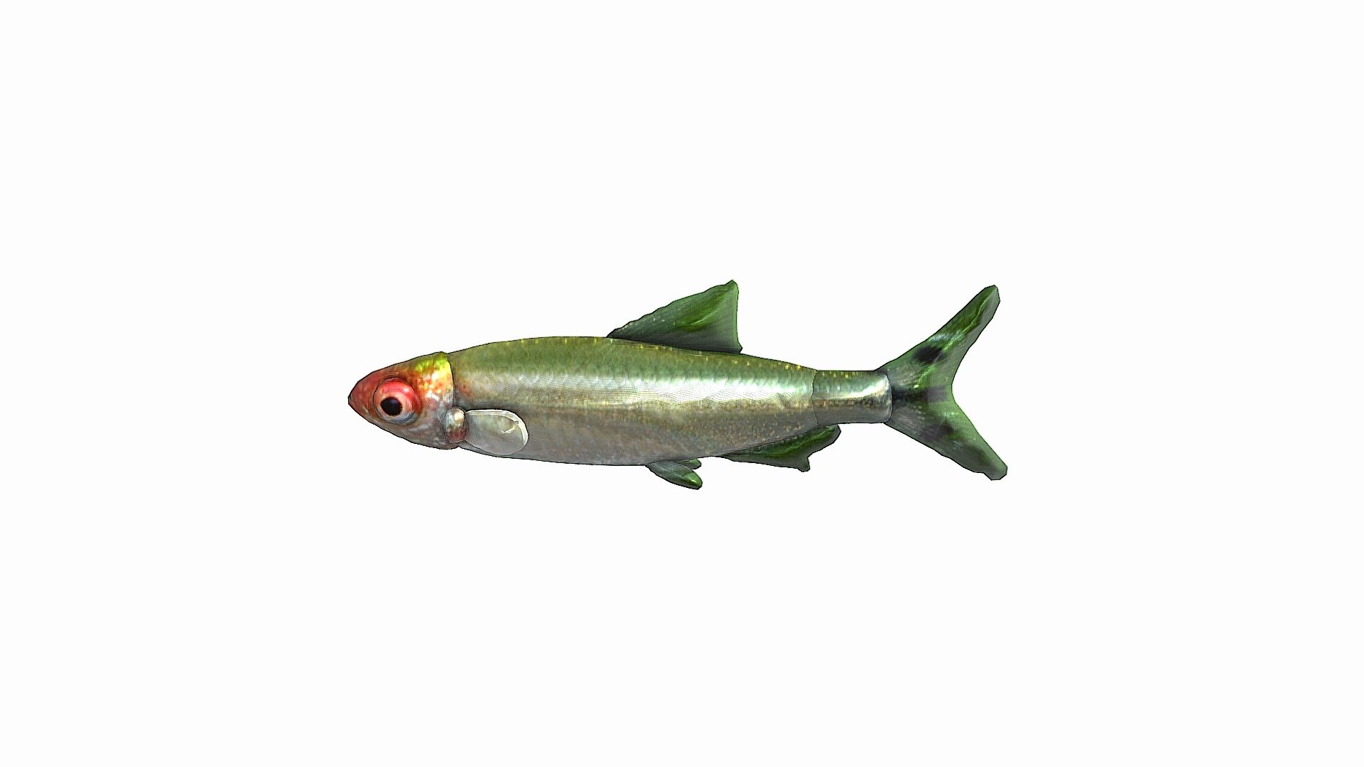 Fish1110