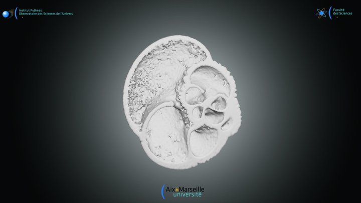 Foraminifera - Globorotalia scitula – Modello 3D gratuito STL