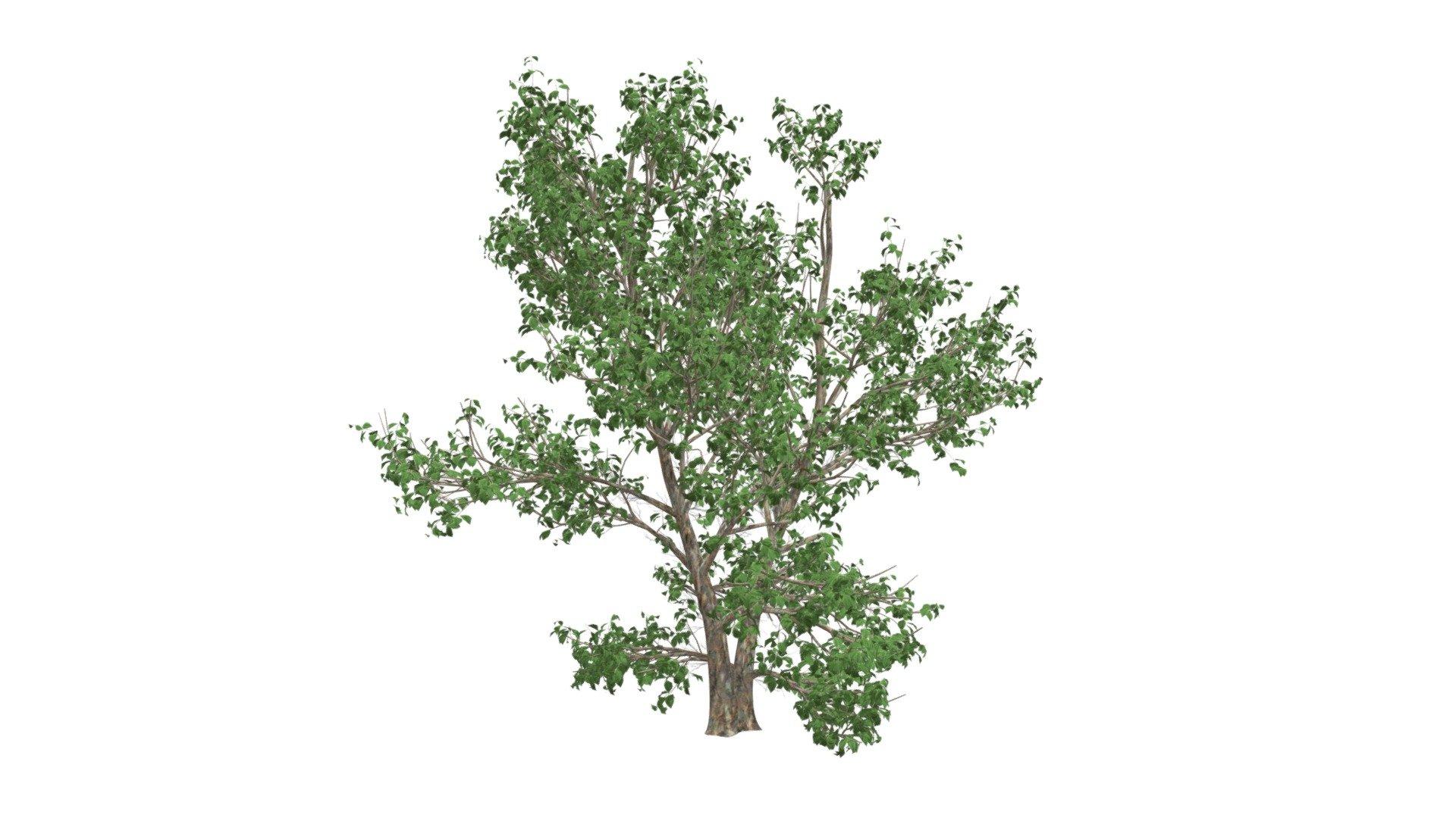 Korean Stewartia Tree #02 - Buy Royalty Free 3D model by meshshape ...