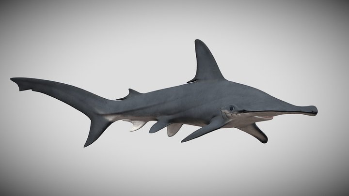 Sphyrna lewini – Modelo 3D gratuito STL
