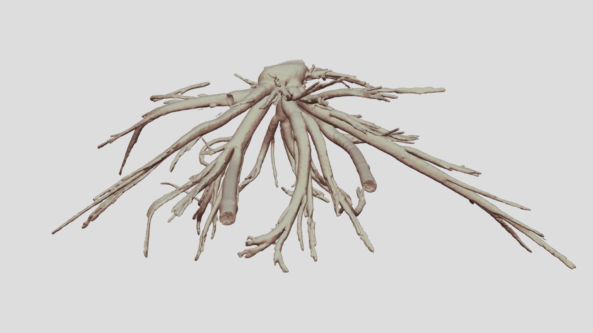 Cacosceles newmannii larva tracheae. Sample Nr32