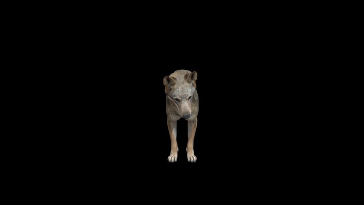 Wolf-adult 3D Model