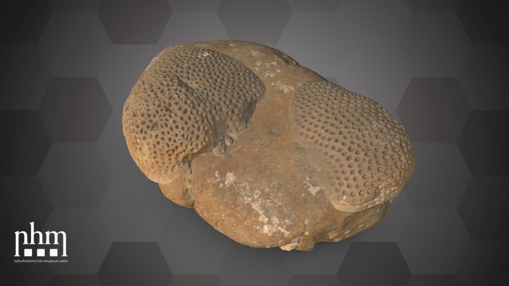 Lesser starlet coral (NHMW-ZOO-EV-0008797)