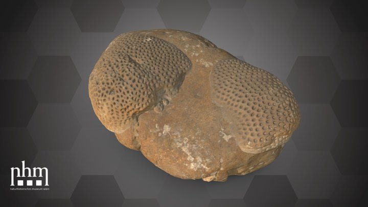 Lesser starlet coral (NHMW-ZOO-EV-0008797) – Gratis 3D-model STL