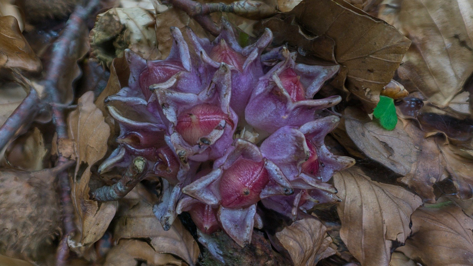 Ixilore fruitua_"Lathraea clandestina" fruit