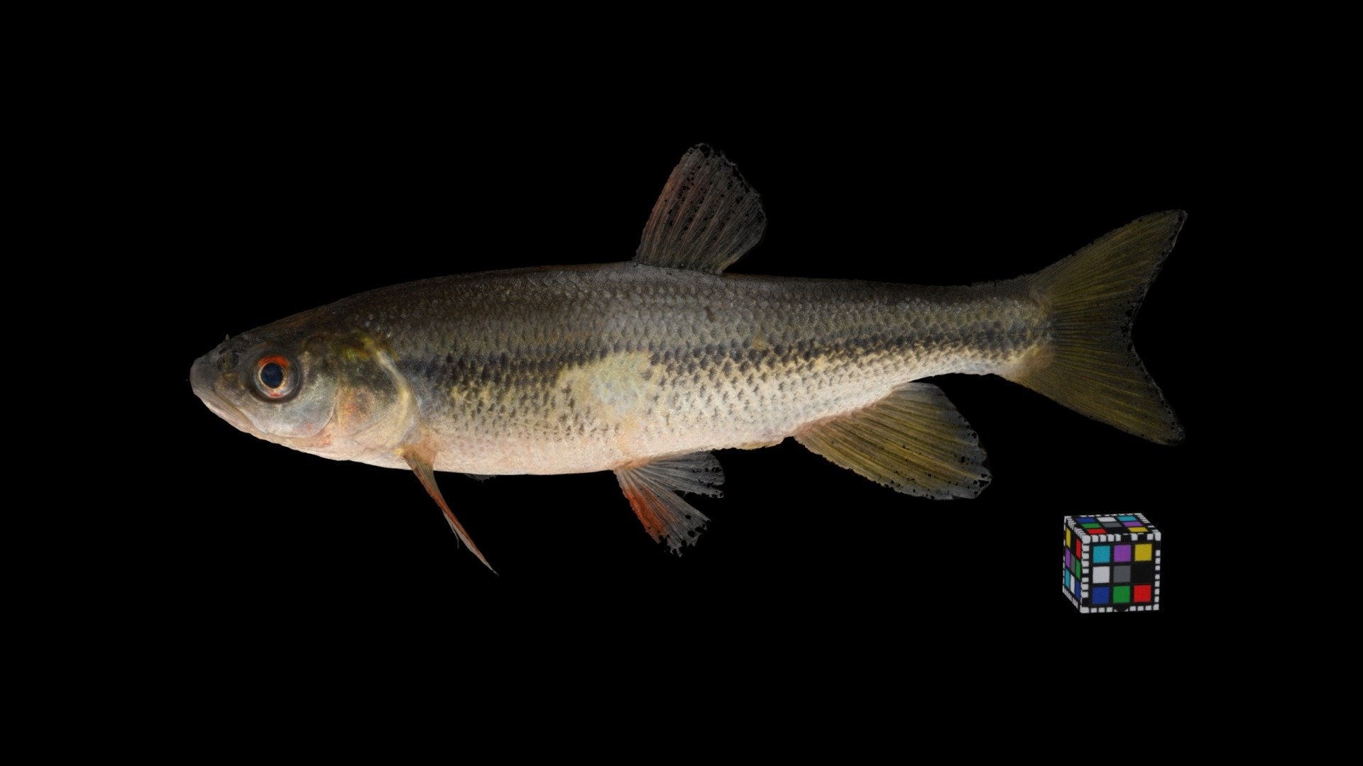 ヌマムツ Pond Dark Chub, Candidia sieboldii