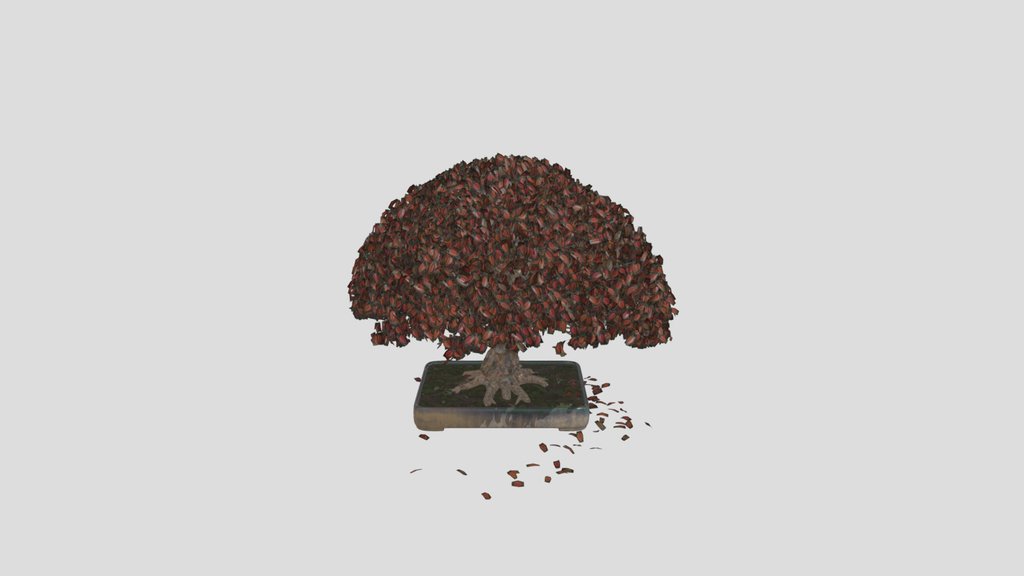 Deciduous Bonsai Tree