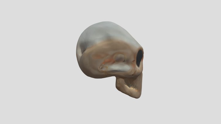 Skull Head 3D Model