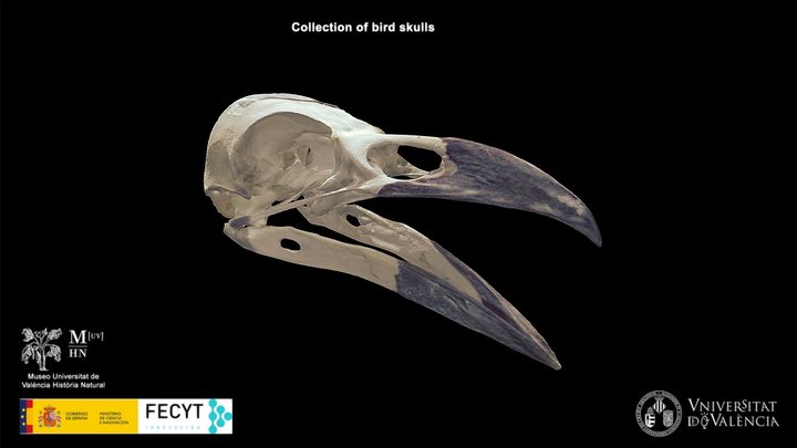 Cuervo grande (Corvus corax) 3D Model