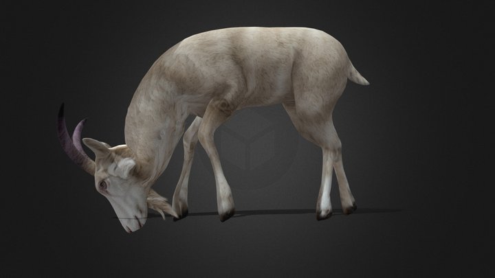 Goat_A5 3D Model