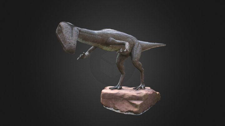 Vertebrate: Coelophysis dinosaur model