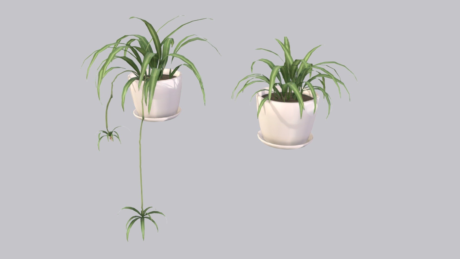 Spider Plant