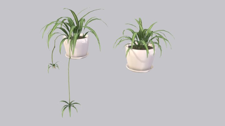 Spider Plant 3D Model