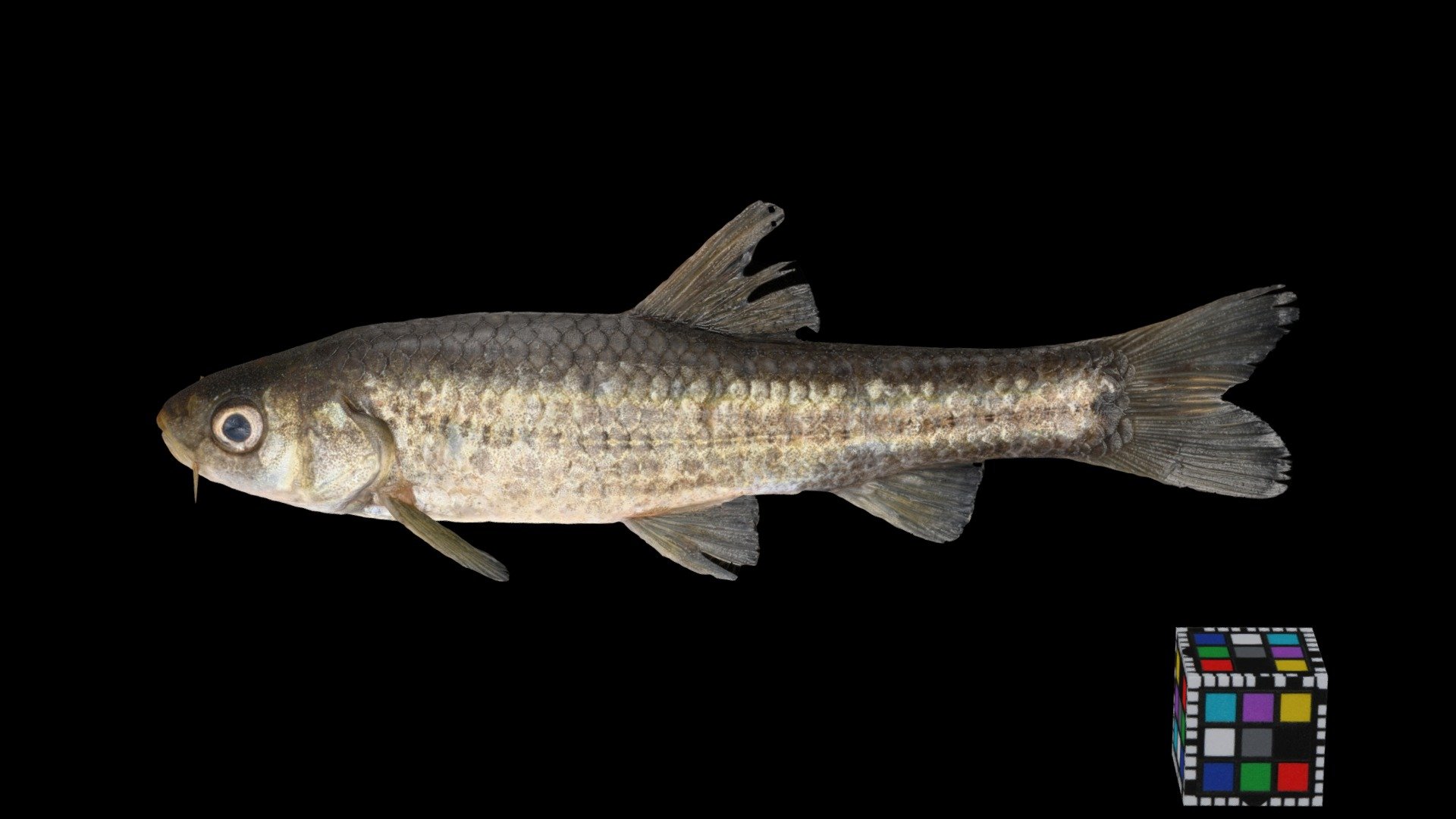 タモロコ ♂ Field gudgeon, Gnathopogon elongatus