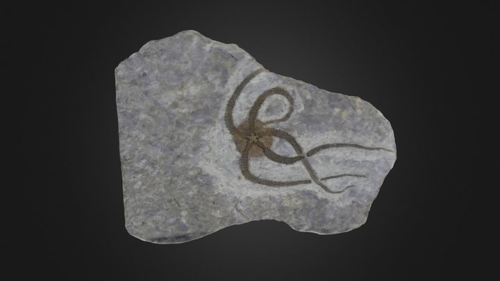 Ophioroid: Brittle star (PRI 50585) – Modelo 3D gratuito STL
