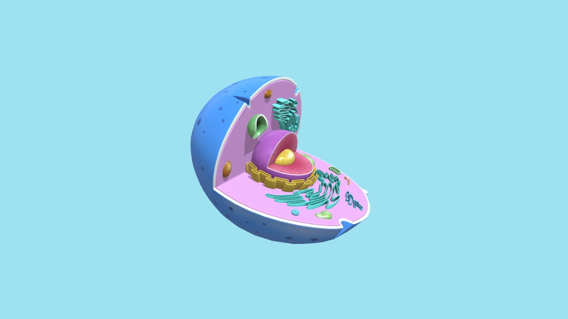 Cellula animale - 3D model by alessandra.toffetti [e216eca] - Sketchfab