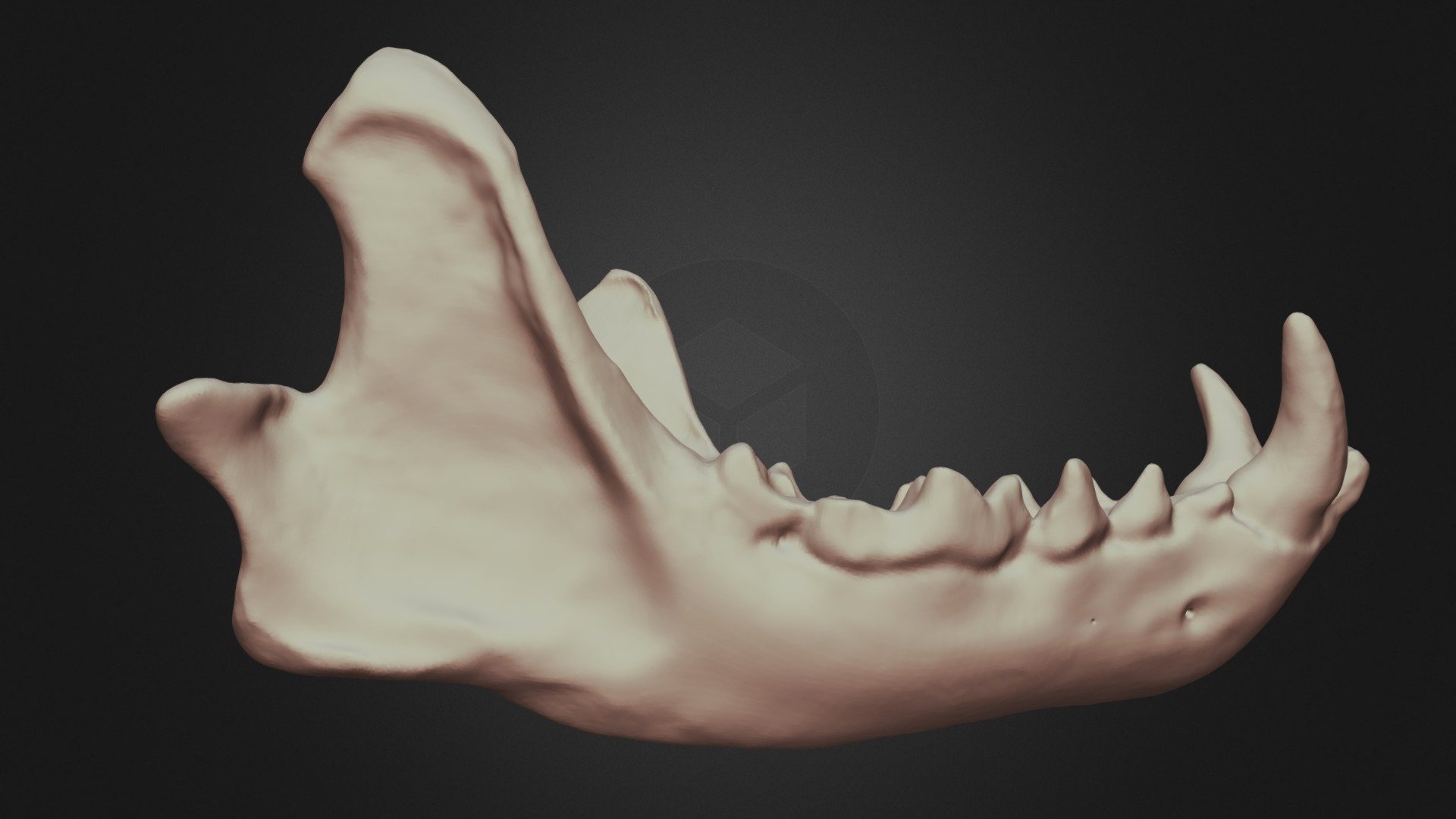 Mephitis mephitis (Striped Skunk) Mandible - 3D model by Lakehead ...