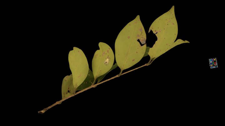 CC0 ネズミモチ Japanese Privet, Ligustrum japonicum – Modello 3D gratuito STL