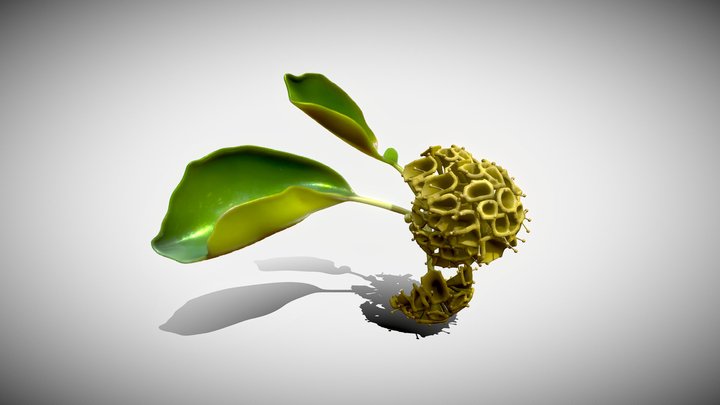 Pisonia Aculeata – Modello 3D gratuito STL