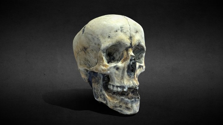 MetaShape Skull Scan 3D Model