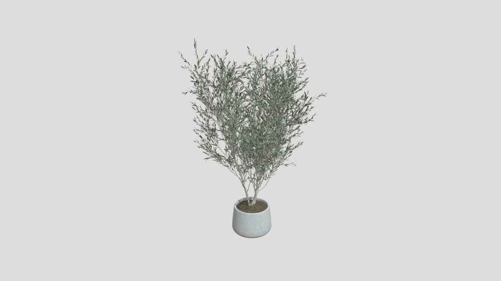 Minimal Potted Olive Tree
