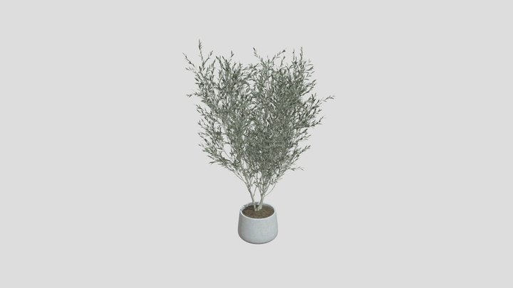 Minimal Potted Olive Tree