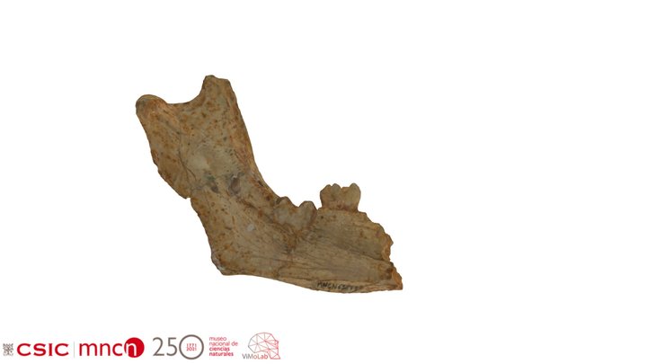 Paradolichopithecus sp. - MNCNPV-63679 3D Model