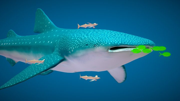 Whale Shark - An Animation 3D Model