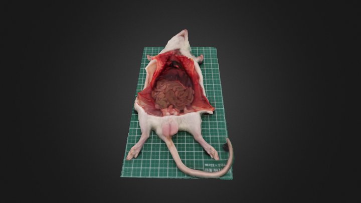5_横隔膜を切開した様子 3D Model