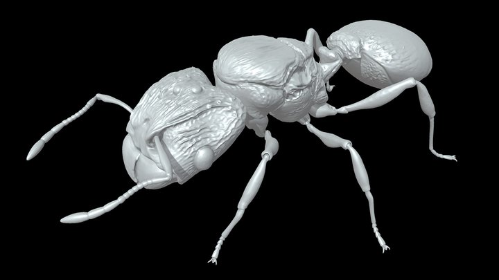Pheidole Caldwell queen – Kostenloses 3D-Modell STL