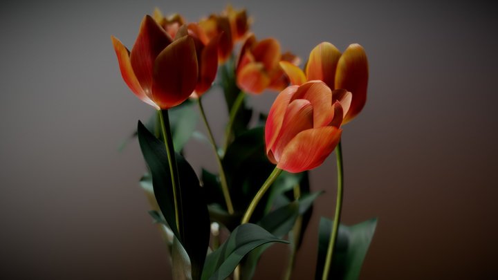 Tulips 3D Model