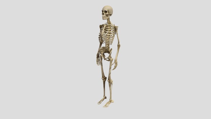 Humain Skeleton 3D Model