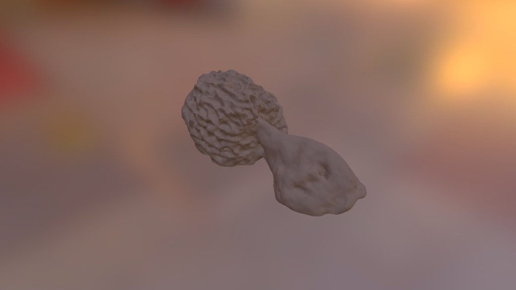 Morel