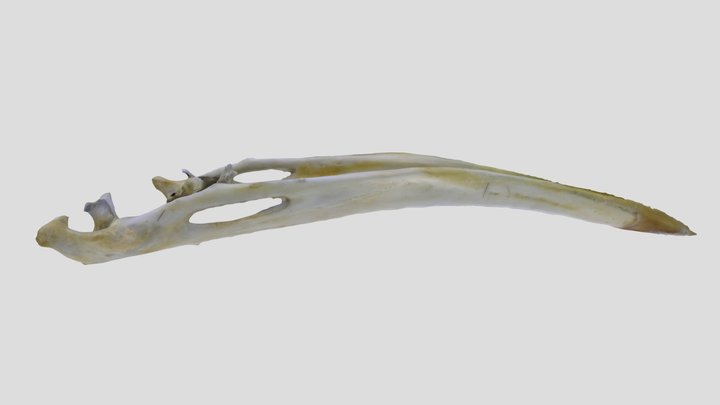 UWYMV:Bird:5884, Turdus migratorius, Mandible – Gratis 3D-model STL