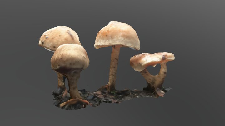 Parking Lot Mushrooms 3D Model